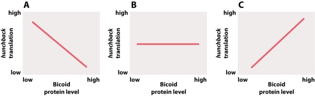Which of the following graphs illustrates the relationship between the level of Nanos protein and the translation of hunchback mRNA in the Drosophila embryo?