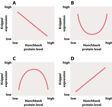 Which of the following graphs illustrates the relationship between Hunchback activity and Krüppel expression in the Drosophila embryo?