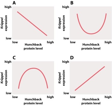 Which of the following graphs illustrates the pattern of Krüppel expression in the Drosophila embryo?