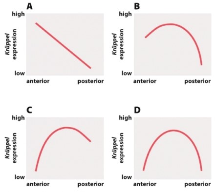Which of the following graphs illustrates the pattern of Krüppel expression in a Drosophila embryo with a loss-of-function mutation in the zygotic hunchback gene?
