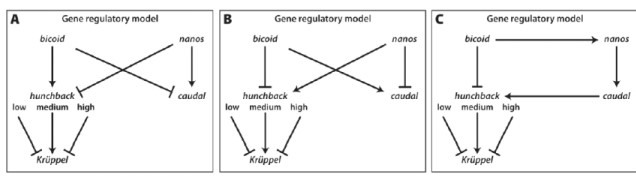 Biologists often use schematic diagrams to illustrate the regulation of various genes and cell signaling pathways. In these diagrams, an arrow is used to show the activation of one gene by the product of another. The inhibition of the expression of a gene by the product of another is indicated by a horizontal line with a T-shaped end. In the example here, the expression of A blocks the expression of B, while the expression of C promotes the expression of D. A B \begin{array}{l} C \longrightarrow D \end{array} Choose the model that CORRECTLY shows the regulatory relationships between the nanos, bicoid, caudal, hunchback and Krüppel genes and gene products.