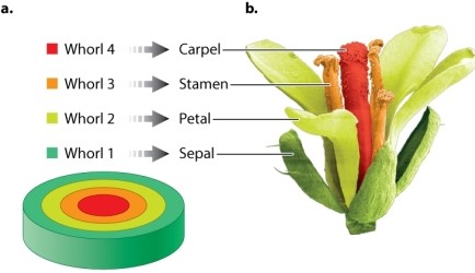 Review Figure 20.19. Which floral organ develops from whorl 3 in Arabidopsis?