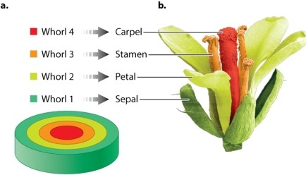 Review Figure 20.19. Which floral organ develops from whorl 2 in Arabidopsis?