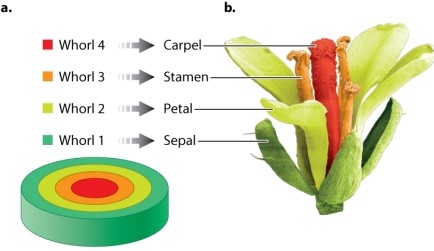 Review Figure 20.19. Which floral organ develops from whorl 1 in Arabidopsis?