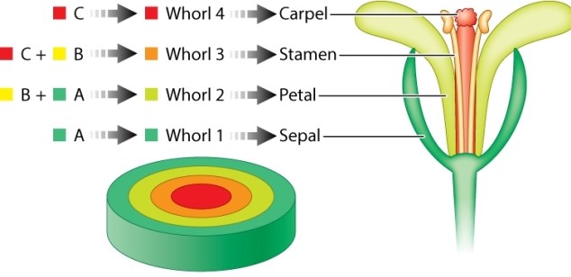 Review the ABC model for flower development in Arabidopsis shown below. Which of the following statements about the ABC model is INCORRECT?