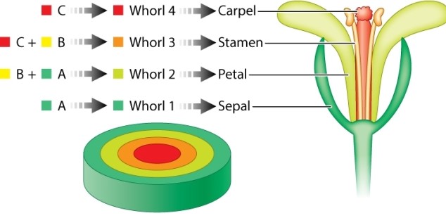 Review the ABC model for flower development in Arabidopsis shown below. If additional B activity were expressed in all four whorls, what floral organs would develop from each whorl?