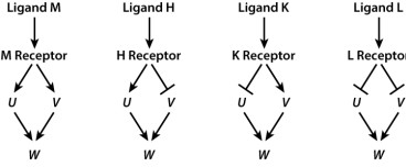 Shown here are four ligands (M, H, K, and L) and their corresponding receptors along with three genes (U, V, and W) whose activity the receptor controls through signal transduction. The arrows indicate gene activation, the T-bars indicate gene repression. If either U or V is required to activate W, which ligand (or ligands) result in W being active?