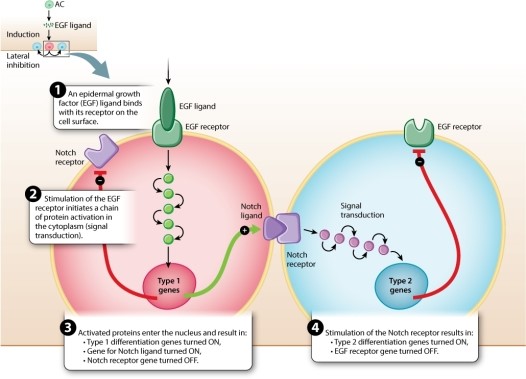 Consider Figure 20.25. Imagine that there is a mutation in the gene for the Notch receptor in the progenitor cell. How does mutation affect vulva development?