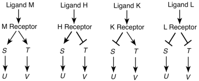 Shown here are four ligands (M, H, K, and L) and their corresponding receptors along with four genes (S, T, U, and V) whose activity the receptor controls through signal transduction. The arrows indicate gene activation, the T-bars indicate gene repression. Which ligand acts as a signal resulting in both genes U and V being inactive?