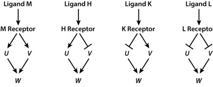 Shown here are four ligands (M, H, K, and L) and their corresponding receptors along with three genes (U, V, and W) whose activity the receptor controls through signal transduction. The arrows indicate gene activation, the T-bars indicate gene repression. If both U and V are required to activate W, which ligand (or ligands) result in W being active?