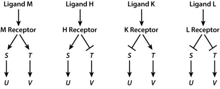 Shown here are four ligands (M, H, K, and L) and their corresponding receptors along with four genes (S, T, U, and V) whose activity the receptor controls through signal transduction. The arrows indicate gene activation, the T-bars indicate gene repression. Which ligand acts as a signal resulting in both genes U and V being active?