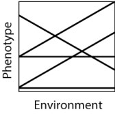 <strong>Five varieties of hybrid corn are studied for average yield of corn (the phenotype) as a function of annual rainfall (the environment), with the results shown here. Each of these lines constitutes a:</strong> A)normative assessment. B)genotype-by-environment interaction. C)normalizing transformation. D)normal curve of error. E)norm of reaction.
