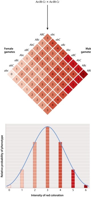 Red coloration in wheat seeds is a complex trait influenced by three unlinked genes, each with two different alleles A and a; B and b; C and c. This Punnett square shows the results of a mating between two plants that are both heterozygous at all three genes. Each dominant allele, represented by an uppercase letter, contributes to the red coloration.