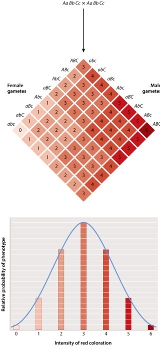 Red coloration in wheat seeds is a complex trait influenced by three unlinked genes, each with two different alleles A and a; B and b; C and c. This Punnett square shows the results of a mating between two plants that are both heterozygous at all three loci. The gene products from the dominant genes are additive in their influence on the red coloration.