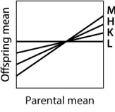 <strong>Which of the traits depicted here has the GREATEST heritability? </strong> A)trait M B)trait H C)trait K D)trait L
