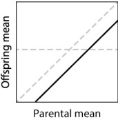 <strong>In a parent-offspring regression experiment, suggest a hypothesis that could explain the solid line in the graph below. </strong> A)The offspring have a worse environment than the parents had. B)The offspring have a better environment than the parents had. C)The trait has a heritability that is less than 0. D)The trait has a heritability that is greater than 1. E)None of the other answer options is correct.