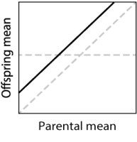 <strong>In a parent-offspring regression experiment, suggest a hypothesis that could explain the solid line in the following graph. </strong> A)The offspring have a worse environment than the parents did. B)The offspring have a better environment than the parents did. C)The trait has a heritability that is less than 0. D)The trait has a heritability that is greater than 1. E)None of the answer options is correct.