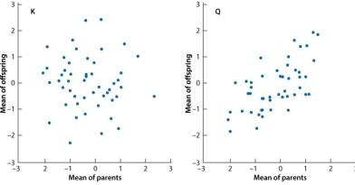 <strong>The scatterplots show the relation between the average phenotype of parents (x-axis) and that of their offspring (y-axis) for two traits in a variety of tropical sweet corn. One trait is ear height, which has a heritability of 75%; and the other is ear length, which has a heritability of 25%. To make the axes comparable, for each trait the phenotypic measurement is expressed as a deviation from the overall mean in multiples of the standard deviation. Which of the following matchups is CORRECT? </strong> A)Ear length is trait K and ear height is trait Q. B)Ear length is trait Q and ear height is trait K. C)Ear length and ear height are both trait K. D)Ear length and ear height are both trait Q.