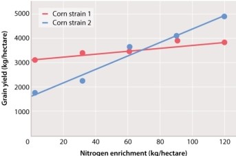 <strong>After reviewing the graph below, one could state that: </strong> A)grain yield of strain 1 is less dependent than strain 2 on the nitrogen enrichment of the soil. B)at a nitrogen enrichment of 40 kg/hectare, strain 2 provides a higher yield of grain. C)nitrogen enrichment has little effect on grain yield of strain 2. D)strain 1 is the superior choice for grain yield. E)no interaction effect is observed between nitrogen enrichment and grain yield for either strain.