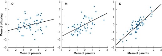 <strong>The scatterplots below show the relation between the average phenotype of parents (x-axis) and that of their offspring (y-axis) for three traits. One trait has a heritability of 90% (comparable to that of fingerprint ridge count), another has a heritability of 50% (comparable to that of human height), and yet another has a heritability of 25% (comparable to that of human longevity). To make the axes comparable, for each trait the phenotypic measurement is expressed as a deviation from the overall mean in multiples of the standard deviation. The fact that all of the lines slope upward means that:</strong> A)variation in each trait is affected by differences in heredity. B)variation in each trait is affected by environmental differences. C)the genes affecting any one trait have no effect on any other trait. D)some genes affect all three traits. E)the traits all show genotype-by-environment interaction.