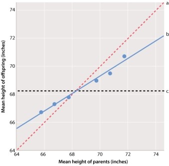 <strong>In the graph of Galton's height data below, which line on the graph represents the population mean? </strong> A)line a B)line b C)line c