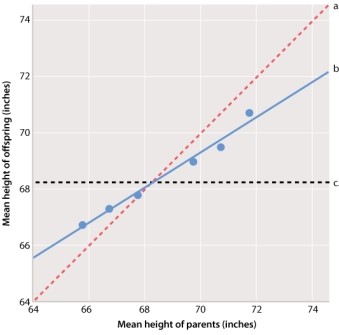 <strong>In the graph of Galton's height data below, which line on the graph represents the average height of the parents in a mating? </strong> A)line a B)line b C)line c