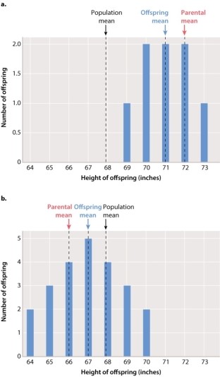 Francis Galton, a contemporary of Charles Darwin, studied variation in complex traits such as human height. Use the bar graphs shown below to answer the following question: Which of the following statements BEST describes graph (a), which depicts Galton's data showing distribution of offspring height from the tallest parents he studied?