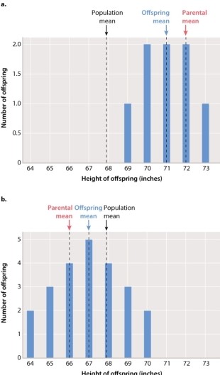 Francis Galton, a contemporary of Charles Darwin, studied variation in complex traits such as human height. Use the bar graphs shown below to answer the following question: Which of the following statements best describes Figure 18.7 graph (b), which depicts Galton's data showing distribution of offspring height from the shortest parents he studied?