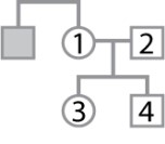 <strong>The pedigree shown here pertains to a trait due to a rare, X-linked recessive mutation. Individual 1 has an affected brother, but the genotypes and phenotypes of individuals 1-4 are unknown. What is the probability that individual 1 is heterozygous? What is the probability that individual 3 is heterozygous? What is the probability that individual 4 is affected?</strong> A)1/2; 1/4; 1/4 B)1/2; 1/2; 1/2 C)1/2; 1/2; 1/4 D)1; 1/2; 1/2 E)1; 1/4; 1/2