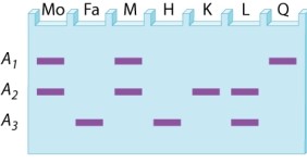 <strong>A restriction-fragment length polymorphism at a site in the X chromosome has three alleles, A<sub>1</sub>, A<sub>2</sub>, and A<sub>3</sub>. The gel below is the DNA fingerprint for two prospective parents (Mo and Fa) as well as DNA types that may (or may not) correspond to their possible offspring. What are the possible phenotypes of sons from this mating? </strong> A)M and H B)H and K C)H and L D)K and L E)K and Q
