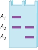 <strong>A restriction-fragment length polymorphism at a site in the X chromosome has three alleles, A<sub>1</sub>, A<sub>2</sub>, and A<sub>3</sub>. The gel below is the DNA fingerprint for two girls who have the same parents. What is the genotype of the mother? Of the father? </strong> A)A<sub>1</sub>/A<sub>2</sub>; A<sub>3</sub> B)A<sub>1</sub>/A<sub>3</sub>; A<sub>2</sub> C)A<sub>2</sub>/A<sub>3</sub>; A<sub>1</sub> D)A<sub>1</sub>/A<sub>3</sub>; A<sub>3</sub> E)A<sub>1</sub>/A<sub>3</sub>; A<sub>1</sub>
