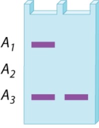 <strong>A restriction-fragment length polymorphism at a site in the X chromosome has three alleles, A<sub>1</sub>, A<sub>2</sub>, and A<sub>3</sub>. The gel below is the DNA fingerprint for two girls who have the same parents. What is the genotype of the mother? Of the father? </strong> A)A<sub>1</sub>/A<sub>2</sub>; A<sub>3</sub> B)A<sub>1</sub>/A<sub>3</sub>; A<sub>2</sub> C)A<sub>2</sub>/A<sub>3</sub>; A<sub>1</sub> D)A<sub>1</sub>/A<sub>3</sub>; A<sub>3</sub> E)A<sub>1</sub>/A<sub>3</sub>; A<sub>1</sub>