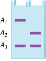 <strong>A restriction-fragment length polymorphism at a site in the X chromosome has three alleles, A<sub>1</sub>, A<sub>2</sub>, and A<sub>3</sub>. The gel below is the DNA fingerprint for two girls who have the same parents. What is the genotype of the mother? Of the father? </strong> A)A<sub>1</sub>/A<sub>2</sub>; A<sub>3</sub> B)A<sub>1</sub>/A<sub>3</sub>; A<sub>2</sub> C)A<sub>2</sub>/A<sub>3</sub>; A<sub>1</sub> D)A<sub>1</sub>/A<sub>3</sub>; A<sub>3</sub> E)A<sub>1</sub>/A<sub>3</sub>; A<sub>1</sub>