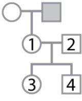 <strong>The pedigree shown here pertains to a trait due to a rare, X-linked recessive mutation. Individual 1 has an affected father, but the genotypes and phenotypes of individuals 1-4 are unknown. What is the probability that individual 1 is heterozygous? What is the probability that individual 3 is heterozygous? What is the probability that individual 4 is affected?</strong> A)1/2; 1/4; 1/4 B)1/2; 1/4; 1/2 C)1; 1/4; 1/2 D)1; 1/2; 1/4 E)1; 1/2; 1/2