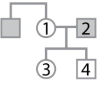 <strong>The pedigree shown here pertains to a trait due to a rare, X-linked recessive mutation. Individual 1 has an affected brother and husband, but the genotypes and phenotypes of individuals 1, 3, and 4 are unknown. What is the probability that individual 1 is heterozygous? What is the probability that individual 3 is affected? What is the probability that individual 4 is affected?</strong> A)1/2; 1/4; 1/4 B)1/2; 0; 1/2 C)1; 1/2; 1/4 D)1; 1/2; 1/2 E)1; 1/4; 1/4