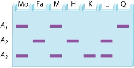 <strong>A restriction-fragment length polymorphism at a site in the X chromosome has three alleles, A<sub>1</sub>, A<sub>2</sub>, and A<sub>3</sub>. The gel below is the DNA fingerprint for two prospective parents (Mo and Fa) as well as DNA types that may (or may not) correspond to their possible offspring. What are the possible phenotypes of sons from this mating? </strong> A)M and H B)H and K C)H and L D)K and L E)K and Q