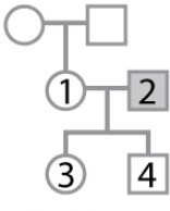 <strong>The pedigree shown here pertains to a trait due to a rare, X-linked recessive mutation. Individual 1 has no family history of the trait and individual 2 is affected, but the genotypes and phenotypes of individuals 1, 3, and 4 are unknown. What is the (approximate) probability that individual 1 is heterozygous? What is the probability that individual 3 is affected? What is the (approximate) probability that individual 4 is affected?</strong> A)1; 1; 1 B)1; 0; 0 C)0; 0; 1 D)0; 1; 0 E)0; 0; 0