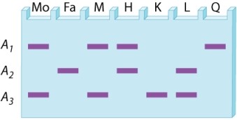 <strong>A restriction-fragment length polymorphism at a site in the X chromosome has three alleles, A<sub>1</sub>, A<sub>2</sub>, and A<sub>3</sub>. The gel below is the DNA fingerprint for two prospective parents (Mo and Fa) along with DNA types that might (or might not) correspond to their offspring. What are the possible phenotypes of daughters from this mating? </strong> A)M and H B)H and K C)K and L D)H and L E)M and L
