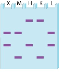 <strong>Based on the bands observed for the VNTR (variable number of tandem repeats) polymorphism in the accompanying gel diagram, which of the individuals M, H, K, or L could be siblings of individual X? </strong> A)individual M B)individual H C)individual K D)individual L E)All of these choices are correct.