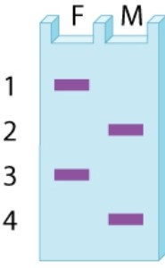 <strong>The bands observed in a gel for a VNTR (variable number of tandem repeats) polymorphism in a father (F) and mother (M) are shown in the accompanying diagram. What possible patterns of bands are expected among their offspring? </strong> A)(1, 2), (1, 3), (2, 3), (3, 4) B)(1, 2), (1, 4), (2, 3), (3, 4) C)(1, 3), (1, 4), (2, 3), (2, 4) D)(1, 3), (2, 3), (1, 4), (3, 4)
