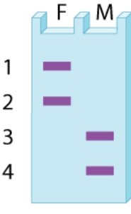 The bands observed in a gel for a VNTR (variable number of tandem repeats) polymorphism in a father (F) and mother (M) are shown in the accompanying diagram. What possible patterns of bands are expected among their offspring?