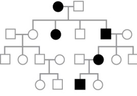 Assuming that the trait represented by the filled symbols below is a rare inherited trait with complete penetrance due to a single gene with alleles A and a, what mode of inheritance does the pedigree suggest?