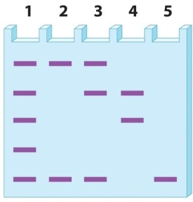 <strong>Gene A exists in five forms in the human population. Each form, or allele, has a different number of tandem repeats. The alleles are amplified with PCR and then run on a polyacrylamide gel for analysis, yielding the following banding pattern. Which of the lanes in the gel above could represent the alleles found in one individual?</strong> A)All 5 lanes are possible. B)Lanes 2, 4, and 5 are possible. C)Lanes 2, 3, 4, and 5 are possible. D)Lanes 1, 2, 3, and 4 are possible.