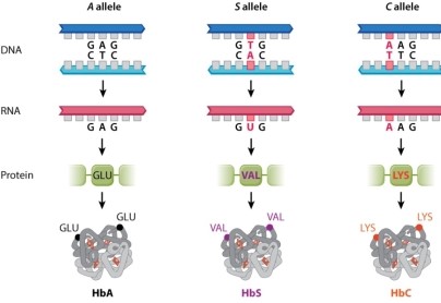 <strong>Figure 15.1 shows the three alleles for the beta-globin gene. Which of the following statements BEST describes the effect of having the S allele, which codes for sickle-cell anemia?</strong> A)Having the allele is always harmful. B)Having the allele is always beneficial. C)The effect depends on whether the allele occurs in its homozygous or heterozygous form. D)The effect depends on the environment (i.e., whether malaria is present). E)The effect depends on whether the allele occurs in its homozygous or heterozygous form, and the environment (i.e., whether malaria is present).