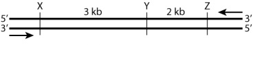 <strong>In the diagram below, the horizontal lines represent DNA strands in a double-stranded molecule, the vertical lines mark the positions of cleavage sites for a particular restriction enzyme, the arrows show the positions of primers used in the polymerase chain reaction (PCR) to amplify the region, and the numbers are the number of nucleotides between successive restriction sites. If this particular DNA molecule is amplified and then cleaved with the restriction enzymes, what size band(s) would be observed in a gel? </strong> A)5 kb B)5 kb and 3 kb C)5 kb, 3 kb, and 2 kb D)3 kb and 2 kb E)None of the answer options is correct.
