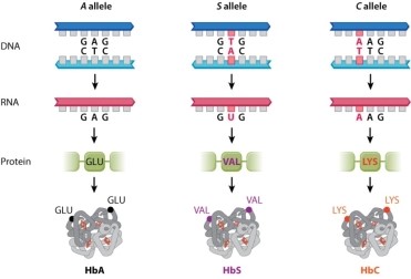 <strong>Figure 15.1 shows the three alleles of the beta-globin gene. Which one of the following genotypes is heterozygous?</strong> A)AA B)SS C)CC D)AS E)None of the answer options is correct.