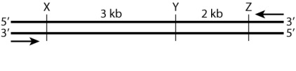 <strong>In the diagram below, the horizontal lines represent DNA strands in a double-stranded molecule, the vertical lines mark the positions of cleavage sites for a particular restriction enzyme, the arrows show the positions of primers used in the polymerase chain reaction to amplify the region, and the numbers are the number of nucleotides between successive restriction sites. Suppose that the population contains a restriction fragment length polymorphism (RFLP) for this region of DNA. Some DNA molecules contain the site Y, whereas other DNA molecules lack this site. If we use the symbol Y<sup>+</sup> to denote the allele containing the Y site and Y<sup>-</sup> to denote the allele lacking it, then what bands would be observed in the heterozygous genotype Y<sup>+</sup>/ Y<sup>-</sup> after amplification and cleavage with the restriction enzyme?</strong> A)5 kb B)5 kb and 3 kb C)5 kb, 3 kb, and 2 kb D)3 kb and 2 kb E)None of the answer options is correct.