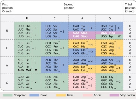 <strong>In the standard genetic code (Table 4.1, shown below), how many codons for amino acids allow synonymous mutations in the third position? </strong> A)19 B)29 C)39 D)49 E)59