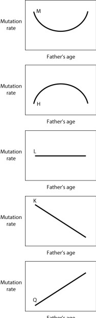 <strong>Which of the curves shown here BEST represents current understanding of the rate of mutation in human sperm as the father's age increases from 20 to 40? </strong> A)curve M B)curve H C)curve K D)curve L E)curve Q