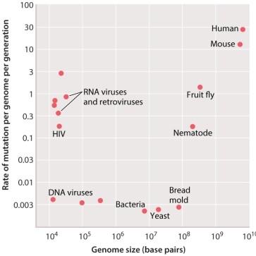 <strong>According to Figure 14.2, the average number of new mutations that occur across an entire human genome in one generation is approximately _____ times higher than in nematodes. </strong> A)2 B)10 C)100 D)1000 E)10,000